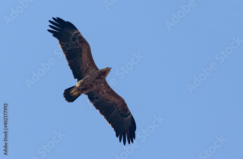 Adult Lesser spotted eagle (Clanga pomarina) soars in blue sky during spring migration season