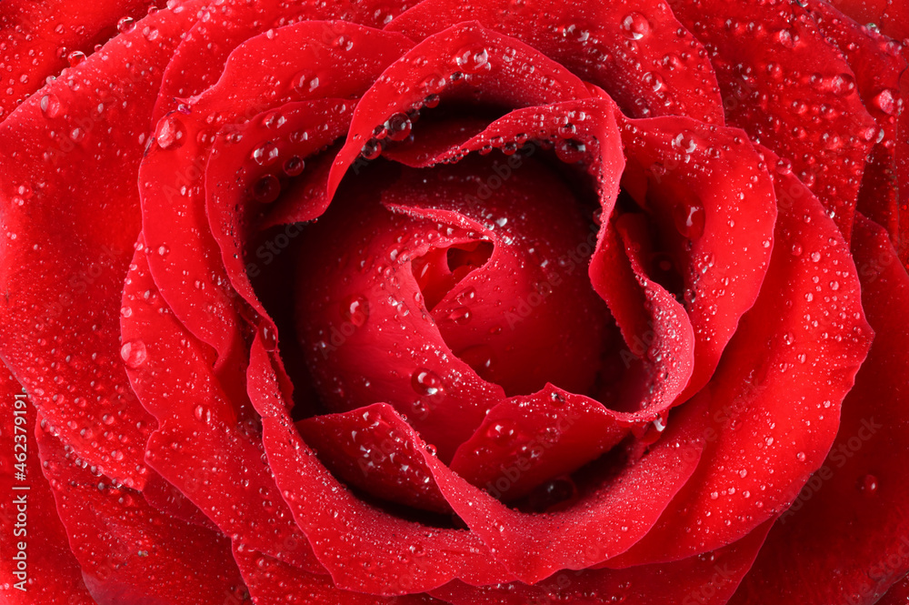 Red rose with dew drops, closeup, macro.