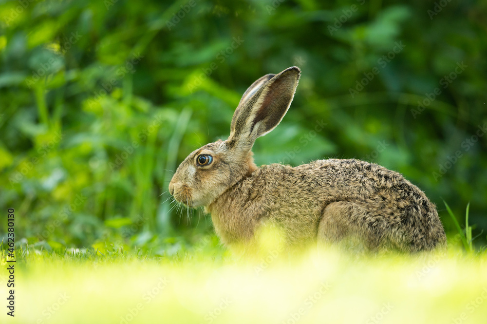Fototapeta premium Feldhase