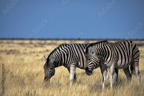 Two zebras eating grass in Etosha National Park in Namibia