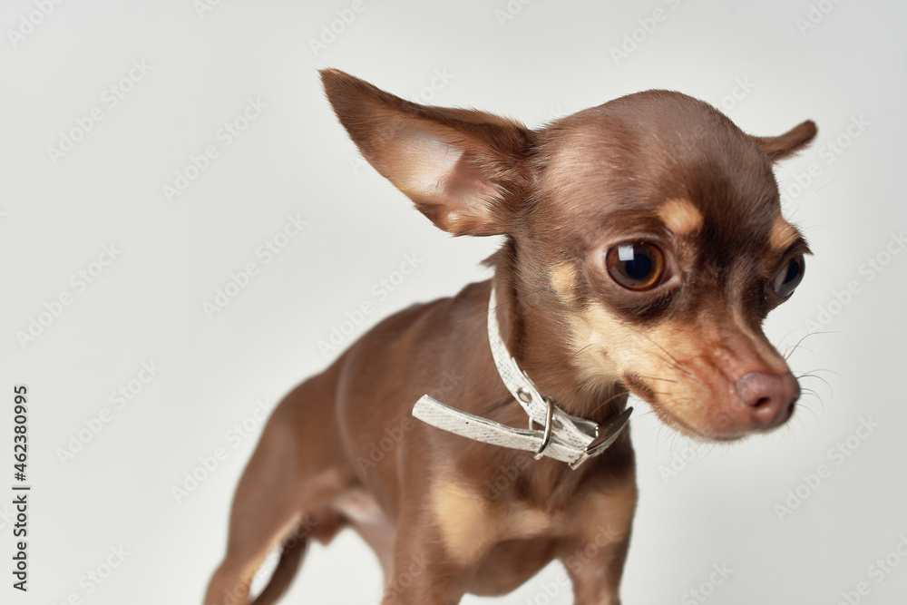 chihuahua mammals friend of human close-up chihuahua mammals friend of human close-up