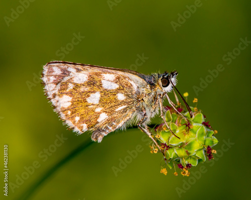 Orange white butterfly on a flower green background