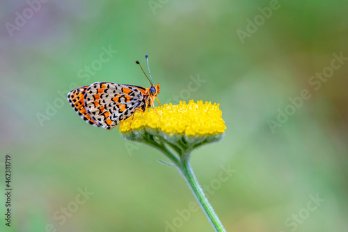 Butterfly flower yellow close up photo green background © valdy