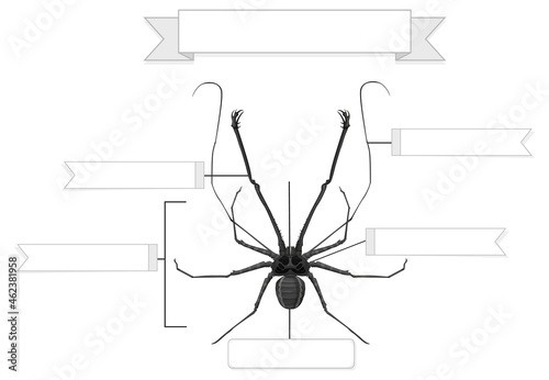 External Anatomy of a whip spider worksheet