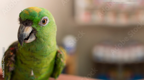 close up of a green feathered parrot, close up of green parrot eye with copy space photo