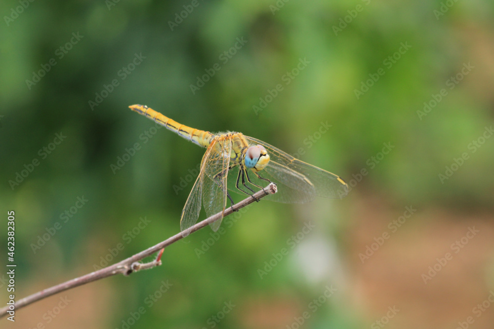 yellow dragonfly insect macro photo yellow dragonfly insect macro photo