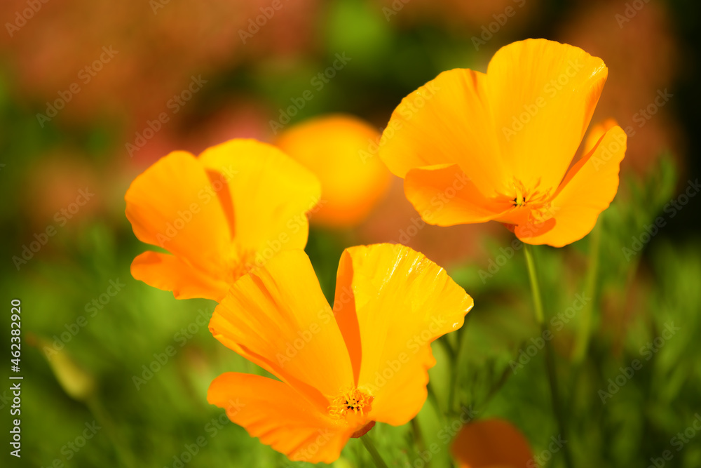 Eschscholzia californica. Beautiful orange bright annual flower of the poppy family in the garden. Floral background Eschscholzia californica. Beautiful orange bright annual flower of the poppy family in the garden. Floral background