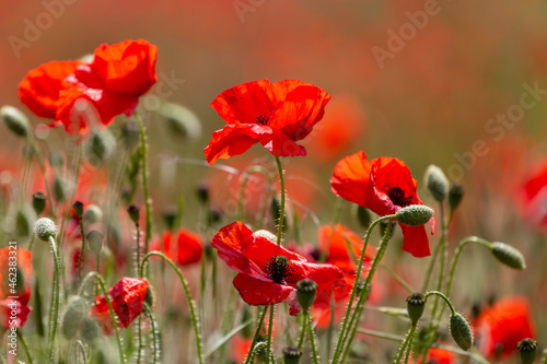 A Close Up of Red Poppy Flowers in a Field in Sussex