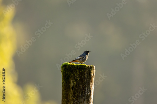 A black redstart sitting on a wooden fence post in the morning hours and looking for food. photo