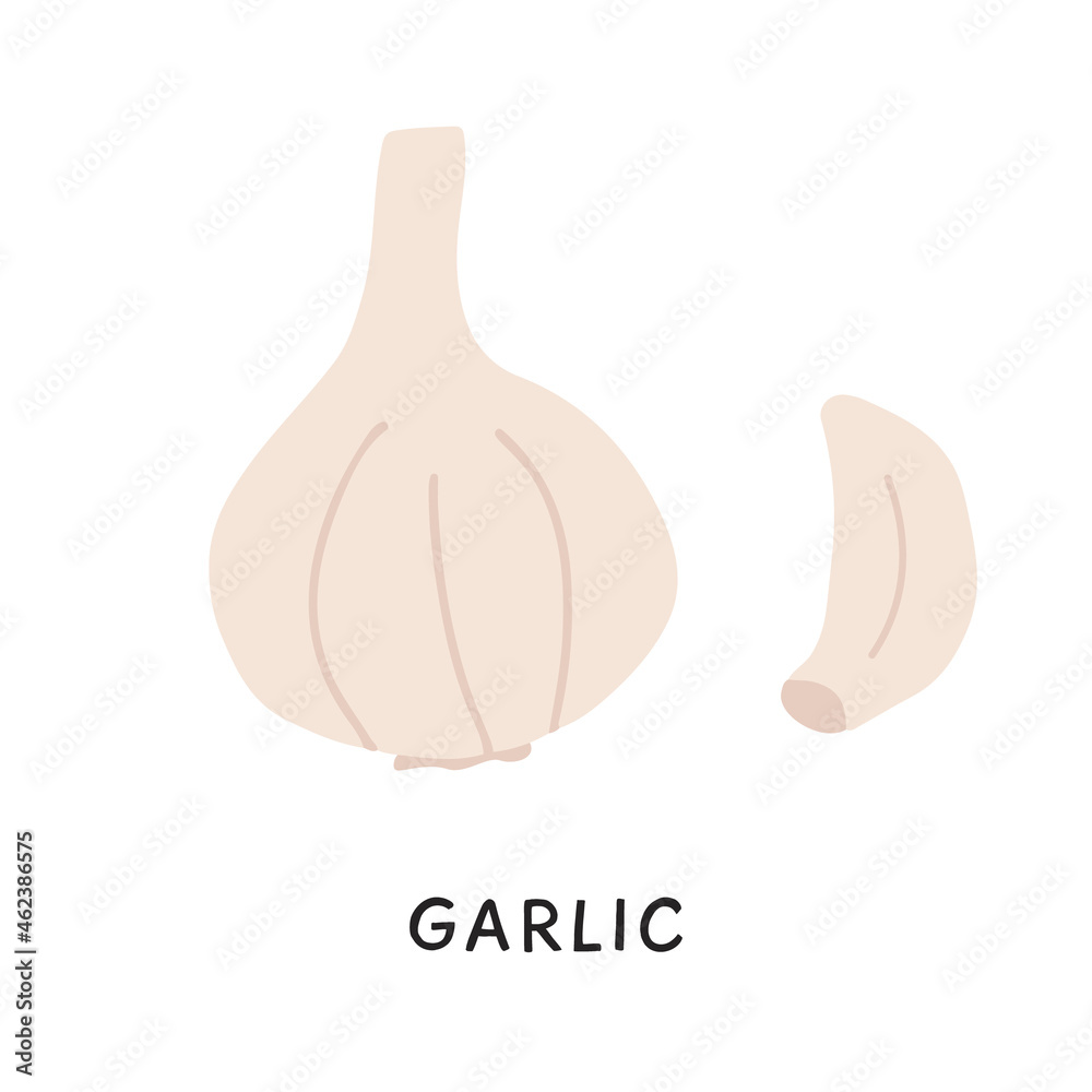 A piece of peeled garlic clove and fresh raw whole bulb of aromatic vegetables. Colored simple hand-drawn doodle style vector illustration on white background.