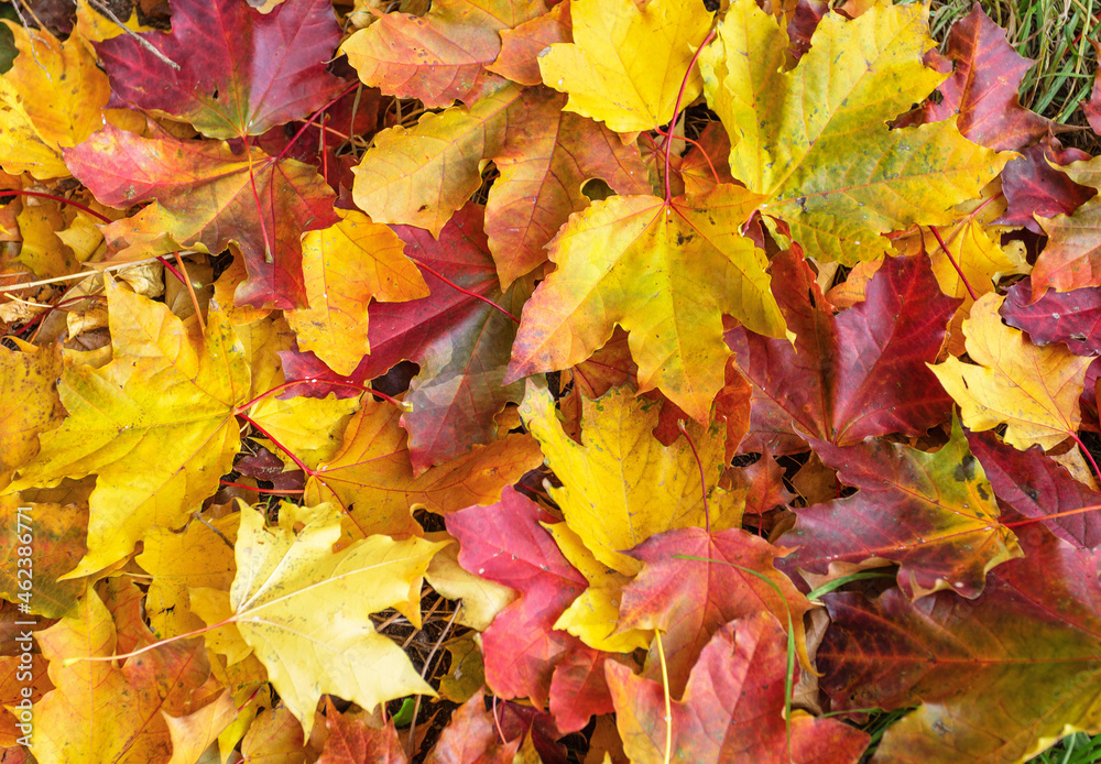 Fallen yellow, red maple leaves Fallen yellow, red maple leaves