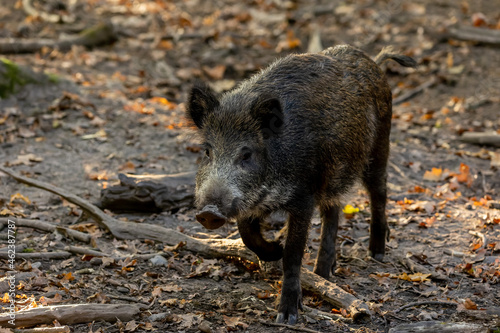 A wild boar walking through a forest in Hesse, Germany at a sunny day in autumn.