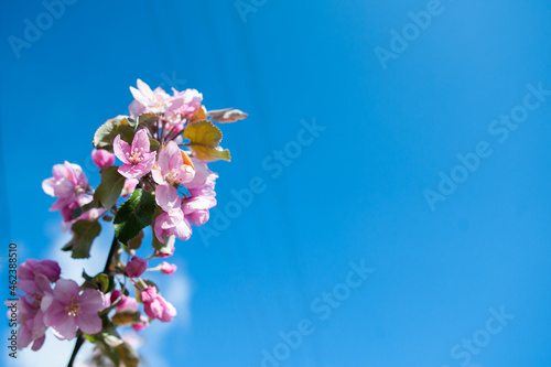 Branches of blossoming pink apple tree macro with soft focus against the background of gentle greenery.  Beautiful floral image of spring nature. Space for text