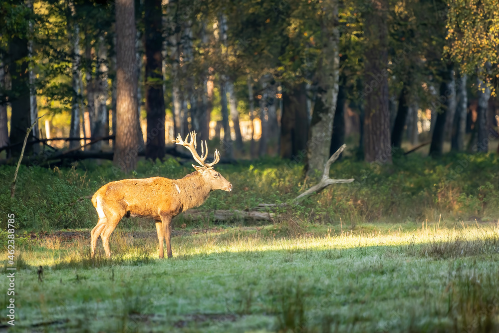 Fototapeta premium Red deer in a forest during rutting season at a sunny but cold day in autumn.