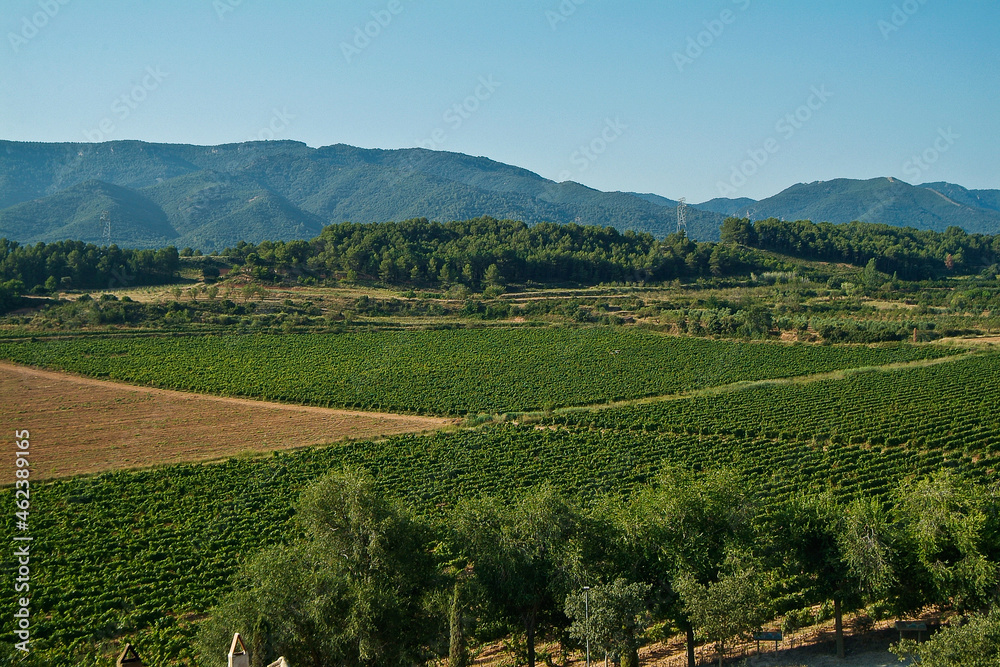 Paisaje de viñedos en el entorno de El   Poblet, en la Conca de Barberá, que es una Denominación de Origen situada en el norte de la provincia de Tarragona, Catalunya.