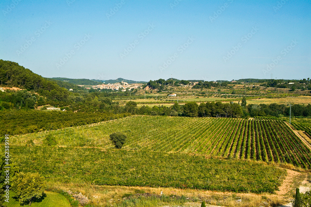 Paisaje de viñedos en el entorno de El   Poblet, en la Conca de Barberá, que es una Denominación de Origen situada en el norte de la provincia de Tarragona, Catalunya.