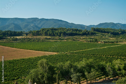 Paisaje de vi  edos en el entorno de El   Poblet  en la Conca de Barber    que es una Denominaci  n de Origen situada en el norte de la provincia de Tarragona  Catalunya.