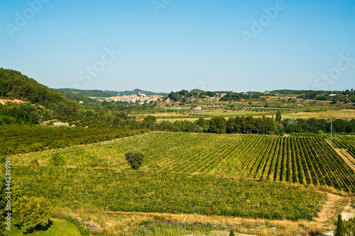 Paisaje de viñedos en el entorno de El Poblet, en la Conca de Barberá, que es una Denominación de Origen situada en el norte de la provincia de Tarragona, Catalunya.