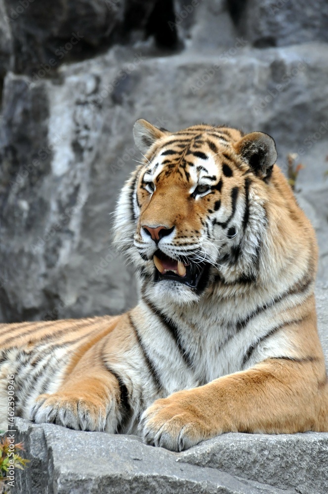 Sumatra Tiger Sumatra Tiger