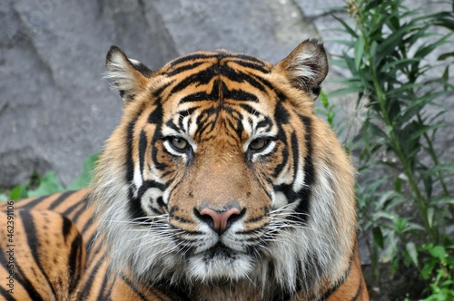 Sumatra Tiger