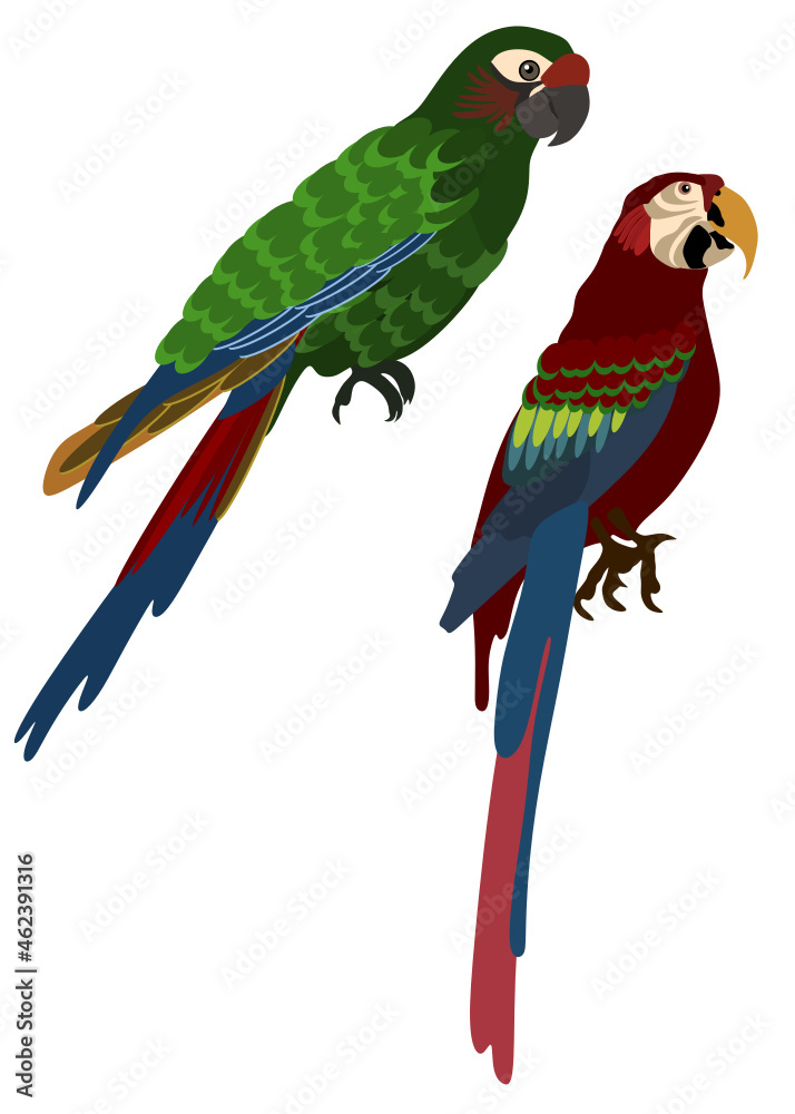 Maxaw parrots vector svg illustration 