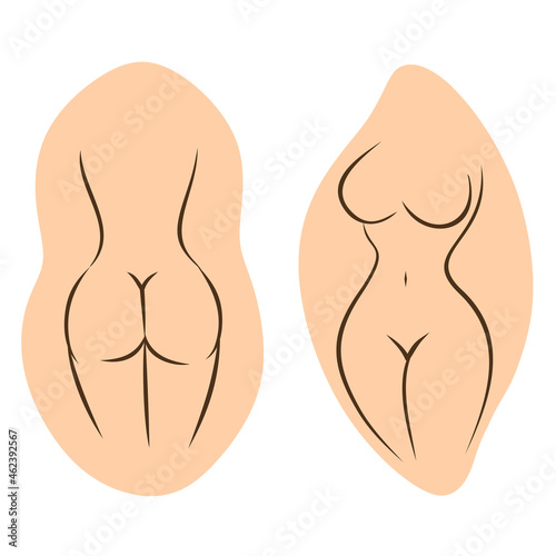 Naked female figure. Rear and front view.  The outline of a slender figure. Stylized slim body. Vector illustration.