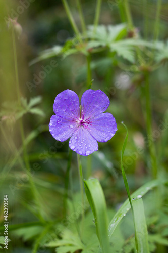 bodziszek meadow wild herbs geranium 草原 ogród garden flora fioletowy kwiat