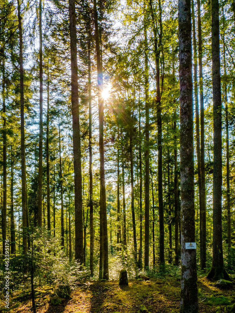 Forêt d'automne dans les Vosges Forêt d'automne dans les Vosges