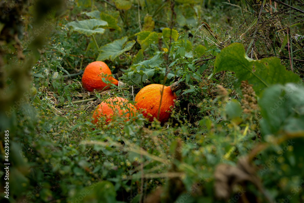 Trzy dynie na polu, Dynie na polu zarośnięte dookoła, Dynie wśród zielonych chwastów Trzy dynie na polu, Dynie na polu zarośnięte dookoła, Dynie wśród zielonych chwastów