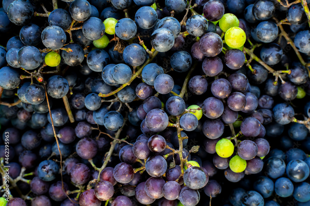 kiście winogron, dojrzałe winogrona, zbiory winogron, pojedyncze zielone winogrona na kiściach - obrazy, fototapety, plakaty 