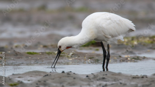 Eurasian spoonbill