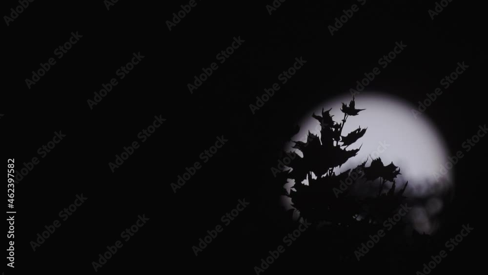 Tree leafs silhouette, fly and huge sun in the background Tree leafs silhouette, fly and huge sun in the background