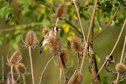 European Goldfinch (Carduelis carduelis) perched on teasles photo