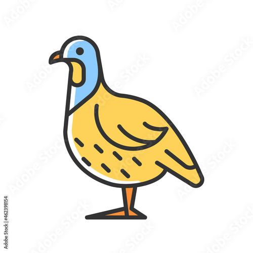 Partridge RGB color icon. Small domestic fowl. Commercial poultry raising for food. Grey landfowl breed. Livestock husbandry. Isolated vector illustration. Simple filled line drawing
