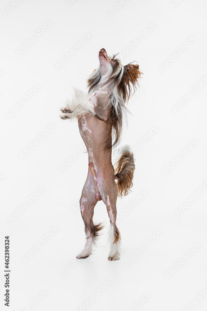 One beautiful pedigree dog, Chinese Crested Dog stands on its hind legs isolated over white studio background. One beautiful pedigree dog, Chinese Crested Dog stands on its hind legs isolated over white studio background.