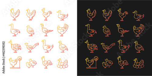 Farm birds for poultry gradient icons set for dark and light mode. Domestic fowl husbandry. Thin line contour symbols bundle. Isolated vector outline illustrations collection on black and white