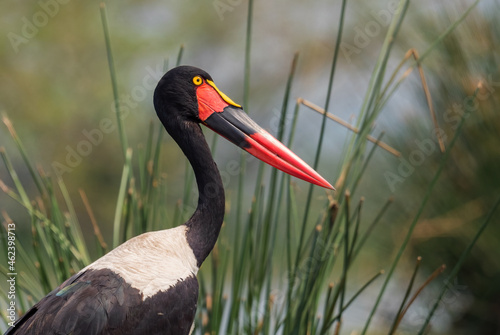 Saddle-billed Stork - Ephippiorhynchus senegalensis, beautiful colored stork from African lakes and rivers, Murchison falls, Uganda. photo