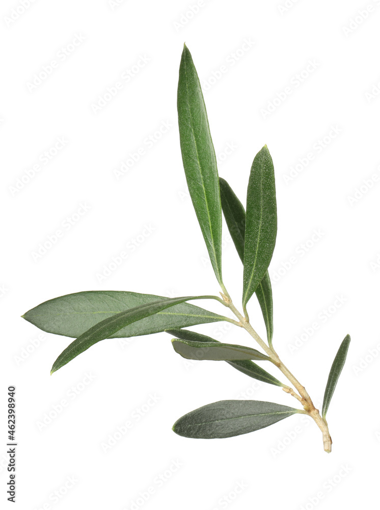 Olive tree branch with green leaves on white background Olive tree branch with green leaves on white background