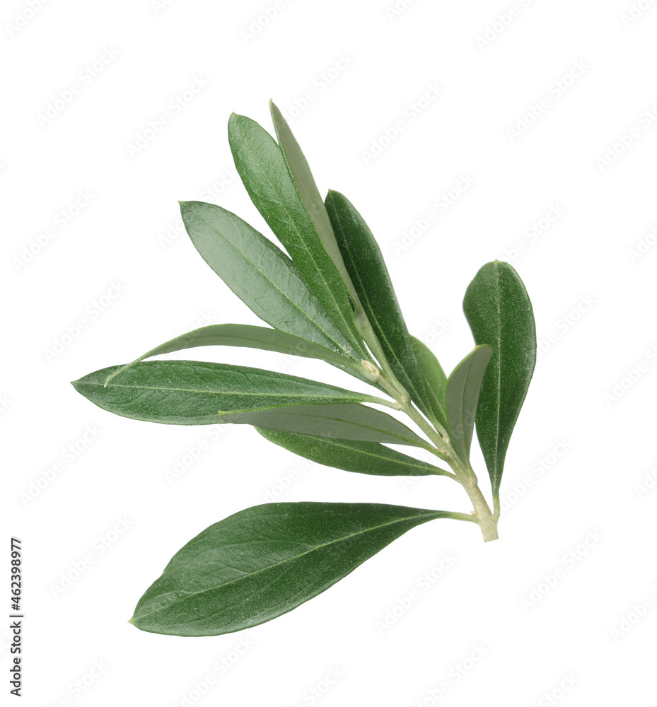 Olive tree branch with green leaves on white background - obrazy, fototapety, plakaty 