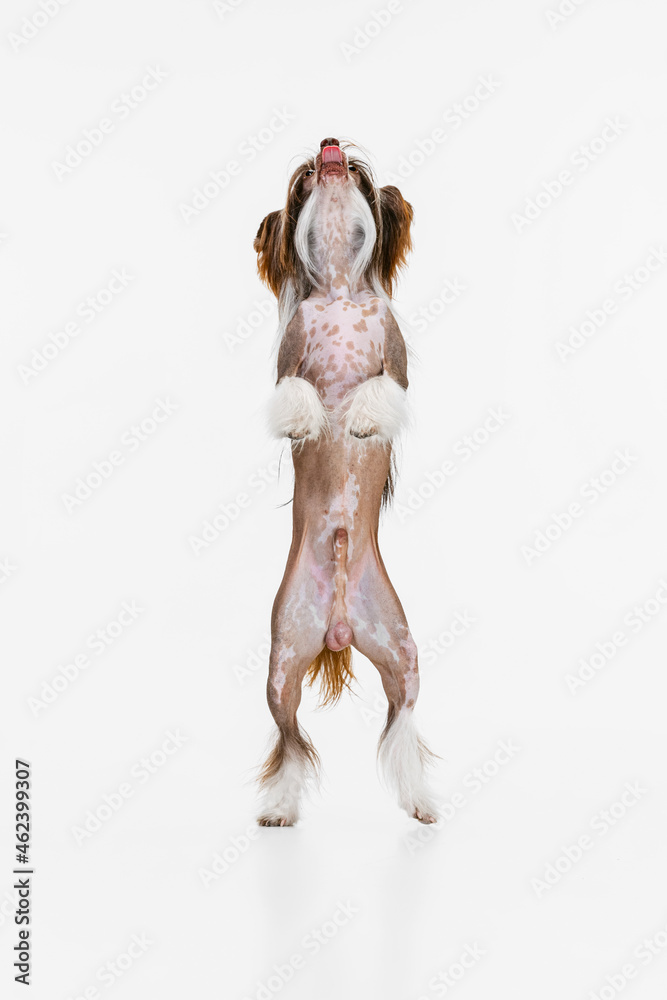 One beautiful pedigree dog, Chinese Crested Dog stands on its hind legs isolated over white studio background. One beautiful pedigree dog, Chinese Crested Dog stands on its hind legs isolated over white studio background.