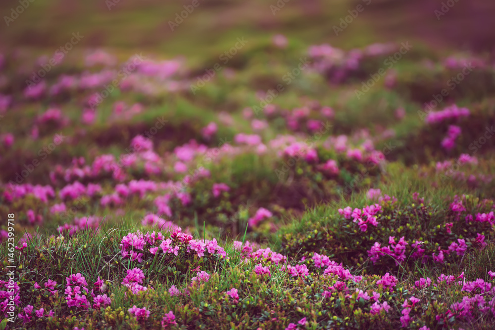 Rhododendron flowers in nature