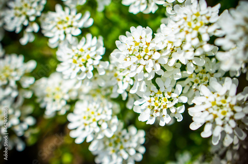 Iberis saxatilis, amara or bitter candytuft many white flowers