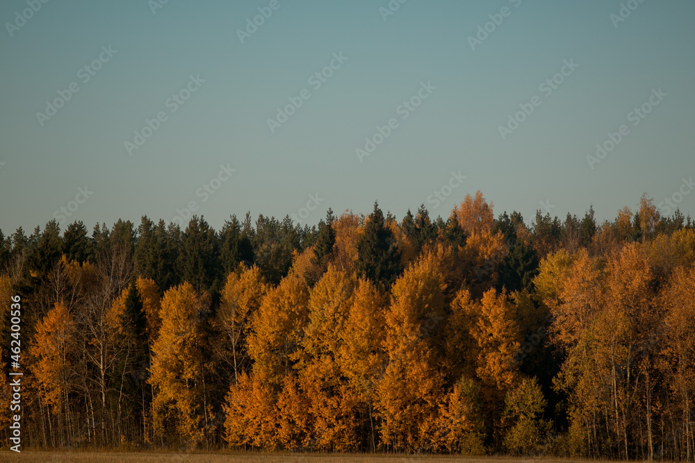 yellow trees in autumn. autumn foliage.