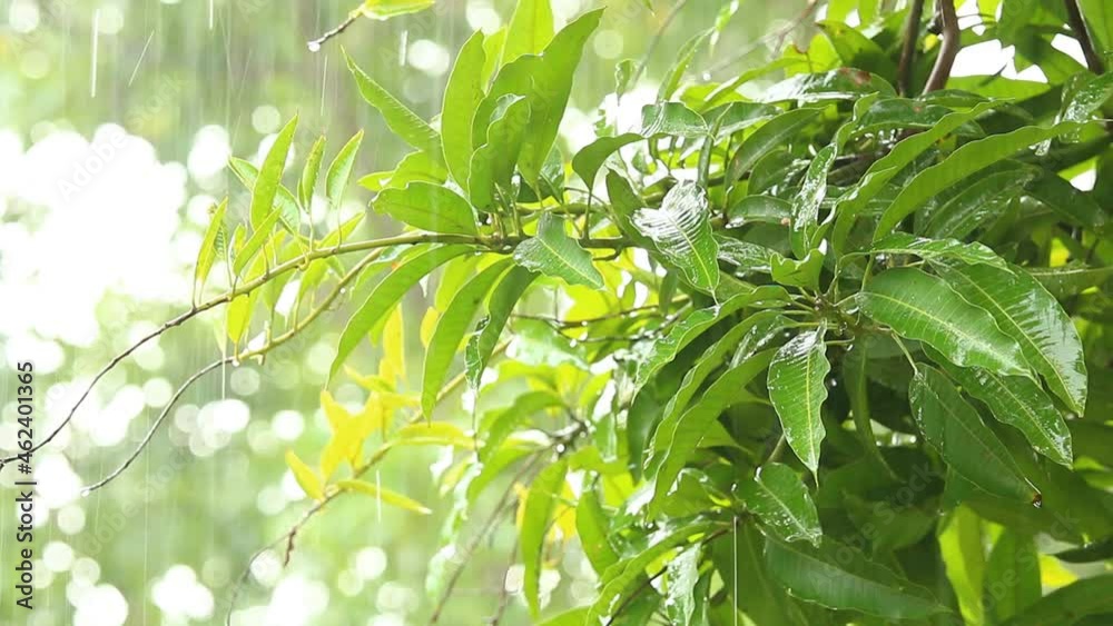 Rain dropping on tree while rainstorm , at noon Chiangmai Thailand Rain dropping on tree while rainstorm , at noon Chiangmai Thailand