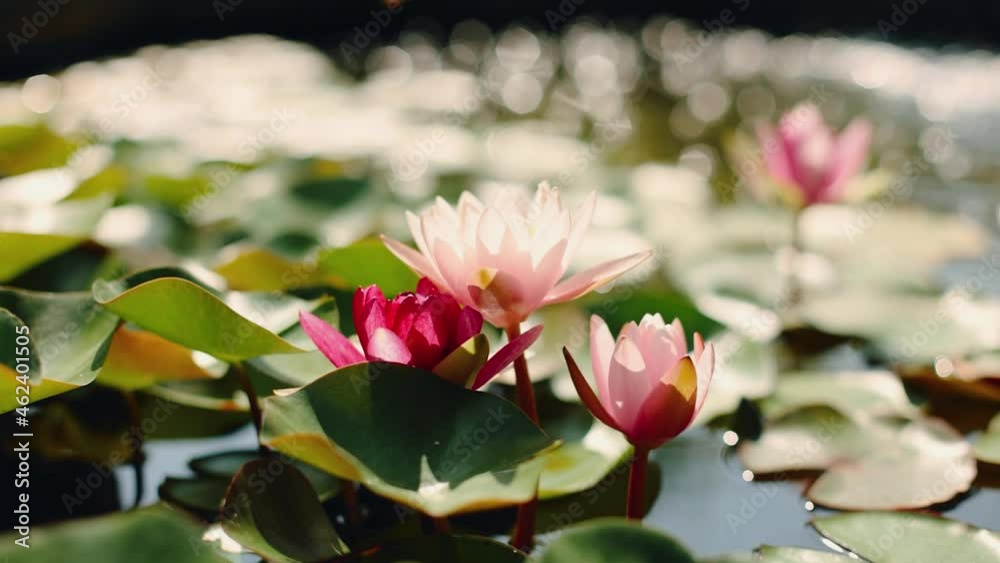 pink water lilies on the pond on the background of bokeh pink water lilies on the pond on the background of bokeh