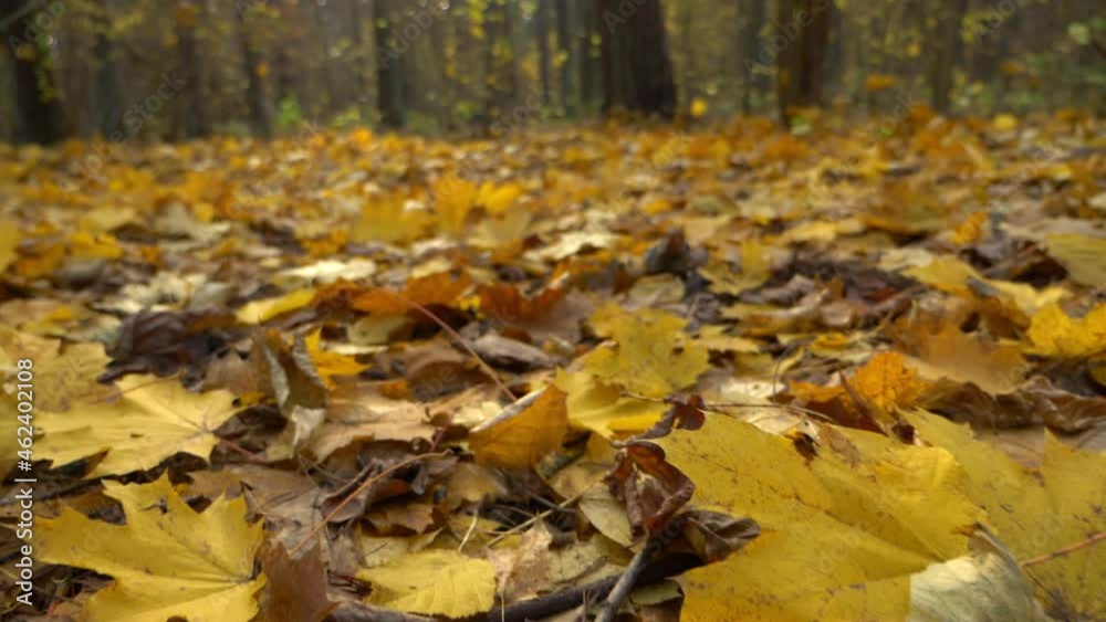 The ground covered with fallen maple leaves. Shallow depth of field. Low angle gimbal shot, slow motion. The ground covered with fallen maple leaves. Shallow depth of field. Low angle gimbal shot, slow motion.
