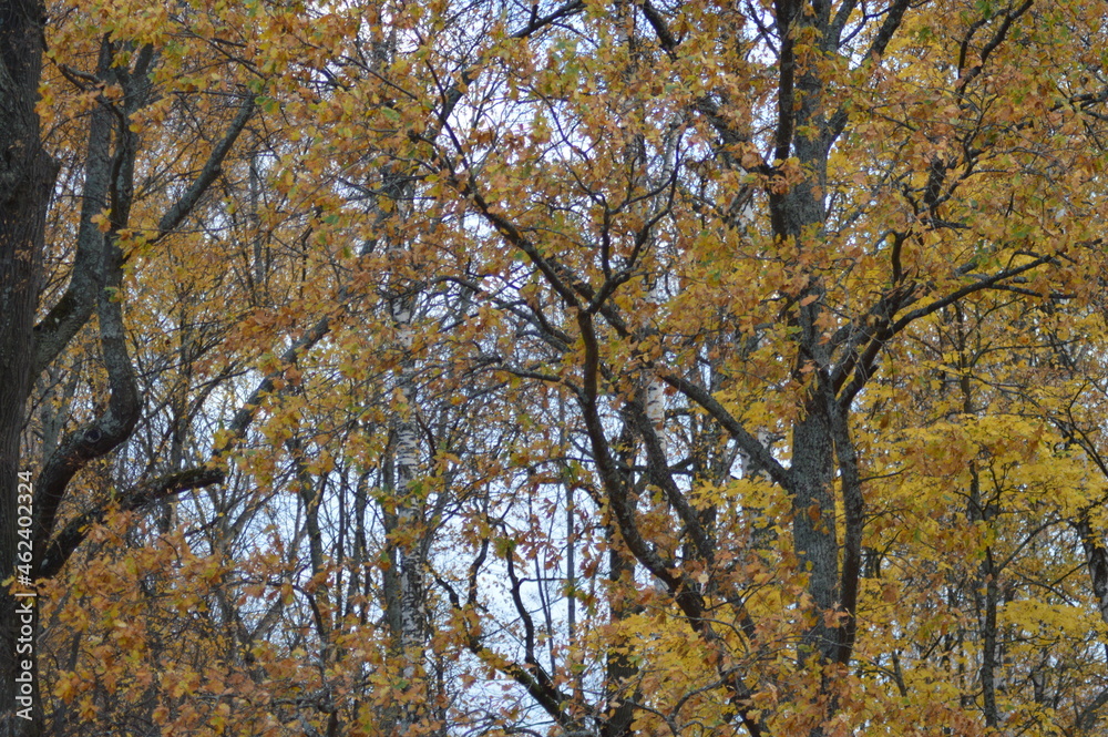Autumn in the Lower Park, Peterhof, St. Petersburg, Russia