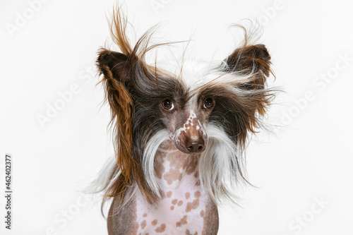 Obraz na plátně Close-up beautiful pedigree dog, Chinese Crested Dog looking at camera isolated over white studio background