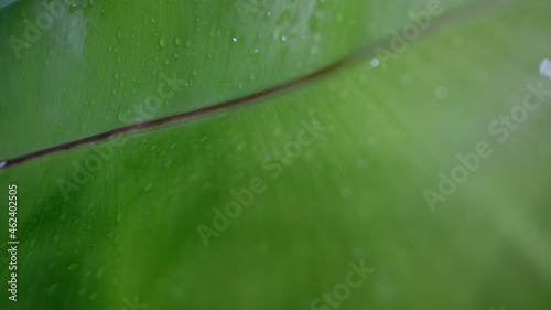 Stampa su tela water drops on a leaf white green background Governor fern garden interior