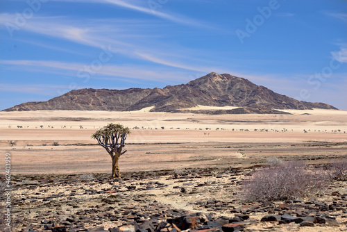 Namibian tree in a deserted area under the sunlight and a blue sky in Sesriem, Namib Desert photo